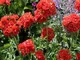 500 Semi Lychnis Chalcedonica Gerusalemme Croce di fiori