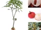 Steellwingsf Semi Di Frutta Per La Casa, 20 Pezzi Semi Di Litchi Liquique Lychee Garden Bo...