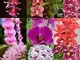 Una borsa = 200pcs Cymbidium Orchid, multi colore Cymbidium vegetali, semi Bonsai Fiore, l...