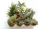 Italy Green Life 6 Piante Grasse Vere Rare Succulenti|Vaso Diametro 5.5cm|Coltivazione Sen...