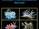 Nudibranchi del Triangolo corallino: Libri per l’identificazione del reef