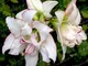 I veri Amaryllis lampadine (non Hippeastrum Seeds) Bella Bonsai Bulbi da fiore in vaso Bar...