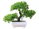 Steellwingsf Accogliente Pino Bonsai Simulazione Artificiale Vaso pianta Ornamento Home De...