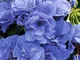 Nuovo Geranio 'Blue Sky Mezzogiorno' Blue perenni Fiori 10+ Seeds