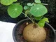 TENGGO Egrow 5 Pz/Pacco Stephania Erecta Semi Buib Bonsai per Piante da Giardino di casa
