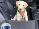 Lavabile Seggiolino Auto per Cani | Trasportino per Cane Auto di Taglia Media e Piccola co...