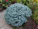 Abete blu pino argentato "Picea pungens glauca globosa" pianta in vaso ø10 cm Vivaio di Ca...