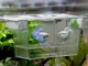 Quanjucheer Acquario Acquario Guppy Doppio allevamento Allevatore Trappola Box Uccello per...