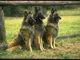 Metal Sign 415027 Belgian Sheepdog A4 12 x 8 in alluminio