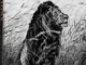 Lions. Ediz. francese, inglese e tedesca