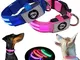 TDL Collare LED Luminoso per Cani | Impermeabile | Ricaricabile USB | Addestramento e Pass...