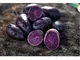100 pezzi di patate viola nutrizione deliziosa verde vegetale bonsai casa giardino pianta