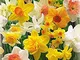 BULBI AUTUNNALI NARCISO ALL TYPES MIX CONFEZIONE DA 5 BULBI BULBS BULBES
