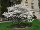 Magnolia stellata pianta in vaso ø19 cm Vivaio di Castelletto