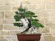 Bonsai di Olivastro (162)