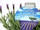 Lavanda N. 12 VASI (diam.9 cm) N.6 x 2 pack