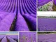 pittospwer 400Pcs semi di lavanda profumata casa giardino bonsai pianta lavanda decorazion...