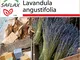 SAFLAX - Set per la coltivazione - Lavanda - 150 semi - Lavandula angustifolia