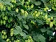 50 semi / pack HOPS - Humulus lupulus - Semi - Brew è la tua BIRRA PROPRIA Oggi - Restitui...