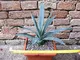 Agave polyacantha 30 cm, cactus, pianta grassa winter hard, resistente fino a 0° C