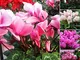 Pittospwer 50 Pcs Colore misto Fiore Cyclamen Semi Bonsai Perenne Giardino Decorazione