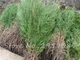 20Pcs semi cipressi Carnosi Platycladus Orientalis orientale Tuia Seed Conifer semi perenn...
