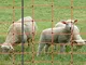 VOSS.farming Rete per pascoli di Pecore, per recinzioni elettrificabili farmNET 50 m, Alte...