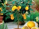 20 nano albero di limone belle bonsai di frutta in vaso pieno di fragranza fanno sentire r...