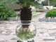Solo 1 PCS Cycas semi in vaso balcone piantare bag in vaso semi di fiore bonsai cycas albe...