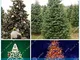 Semi ZLKING 50pcs abete rosso albero di Natale Albero Decorazioni di Natale Bonsai impiant...