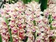 GETSO 2 pc/Sacchetto Cymbidium Bulbi Fragrante Orchid Bonsai Colore dell'arcobaleno Fiori...