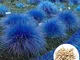 Sytaun 1000Pcs Semi di Citronella Blu Cymbopogon Flexuosus Pianta da Giardino Balcone Deco...