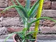 Aloe arborescens caespitosa 30 cm, cactus, pianta grassa