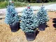 50pcs / bag rari semi Blue Spruce Climbing sempreverde abete blu in vaso della pianta dei...