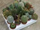piante grasse mix cactus e succulente mix da 20 pz vaso diametro 5 MONDONATURA SRL