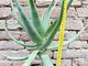 Aloe caesia 40 cm, cactus, pianta grassa