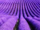 Cioler Seme di Fiore-100pcs Semi di lavanda,Multi colore profumato semi di lavanda giardin...