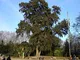 Fiume She-Oak, Casuarina cunninghamiana, semi di albero (veloce, Evergreen) 50