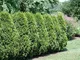 American Arborvitae, Thuja occidentalis, semi di albero (Evergreen Hedge) 50pcs