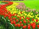 Pinkdose bulbi di tulipano Vero, la varietà bulbi freschi tulipani, bulbi di fiori di alta...