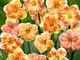 15x Narcissus"Flower Power" | Narciso Bulbi | Fiori rosa-arancio-giallo | Bulbi a fioritur...