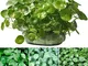 Go Garden 50PCS Pilea Peperomioides Cinese pachira Pancake a Forma di Piante Johnat