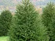 Abete rosso"Picea abies" Peccio Albero di Natale in mastello h. 80/100 cm