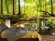 murimage Carta Parati Foresta 366 x 254 cm Include Colla Legno Alberi Luce Solare fotomura...