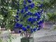 quanjucheer 300pcs Blue Liana Rose Seeds Blue Rose Rampicanti Semi Di Piante Da Fiore Pere...