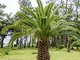 Isola Canaria Date Semi di palma - Phoenix canariensis