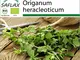 SAFLAX - BIO - Origano - 1500 semi - Origanum heracleoticum