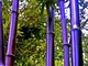 Verlike - 100 semi di bambù Moso colorato nero / viola / verde, bambù gigante da giardino