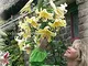 BULBI AUTUNNALI LILIUM GIGANTE HONEYMOON CONFEZIONE 2 BULBI BULBS BULBES