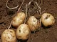 Semi di patate per l'orto da giardinaggio, balcone interno Semi di cortile da giardino est...